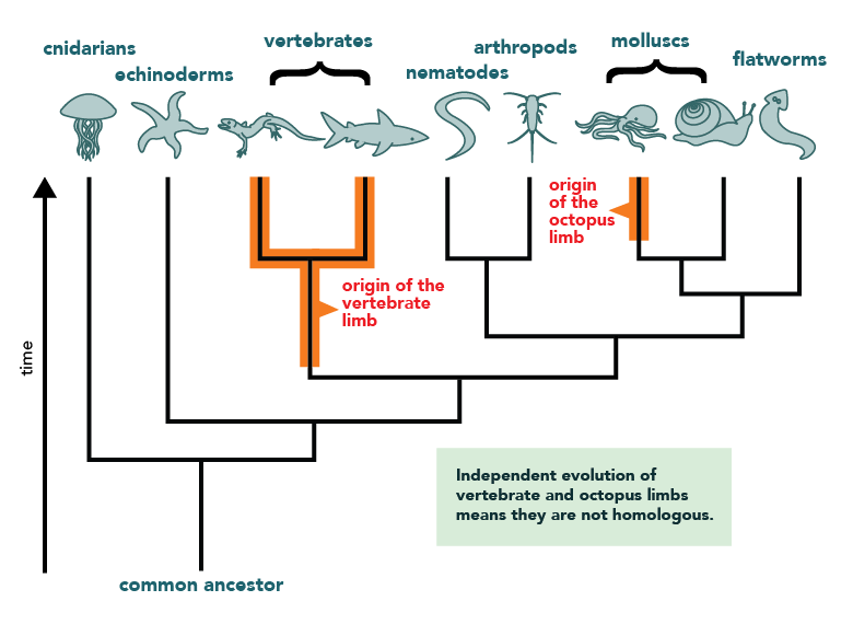 Homology Definition and Examples Biology Online Dictionary