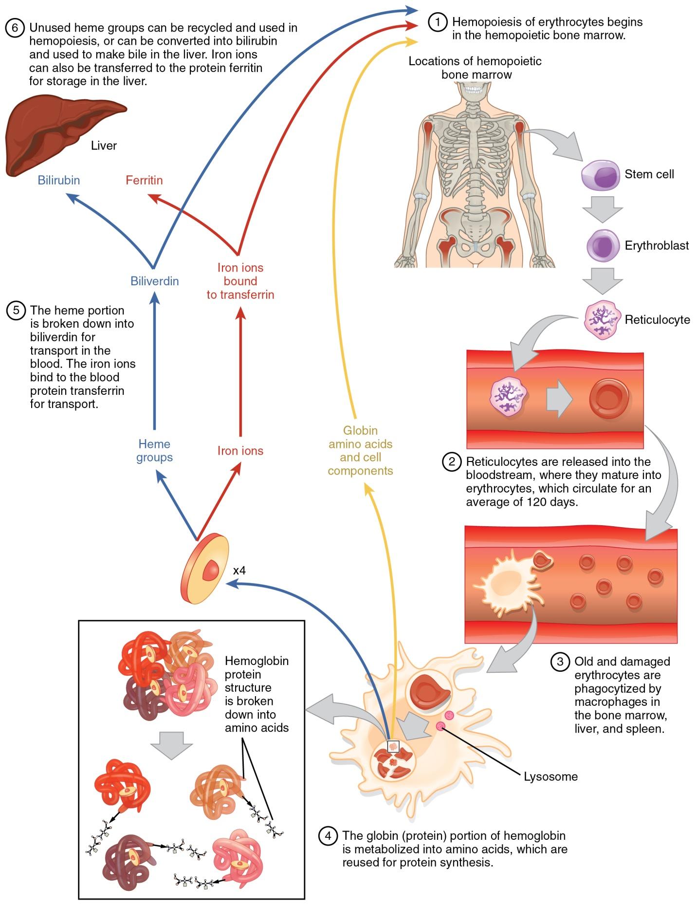 Life cycle of erythrocytes