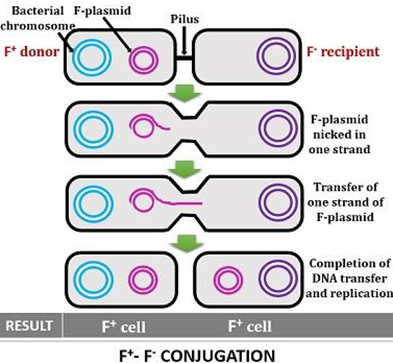 Mechanism of bacterial conjugation