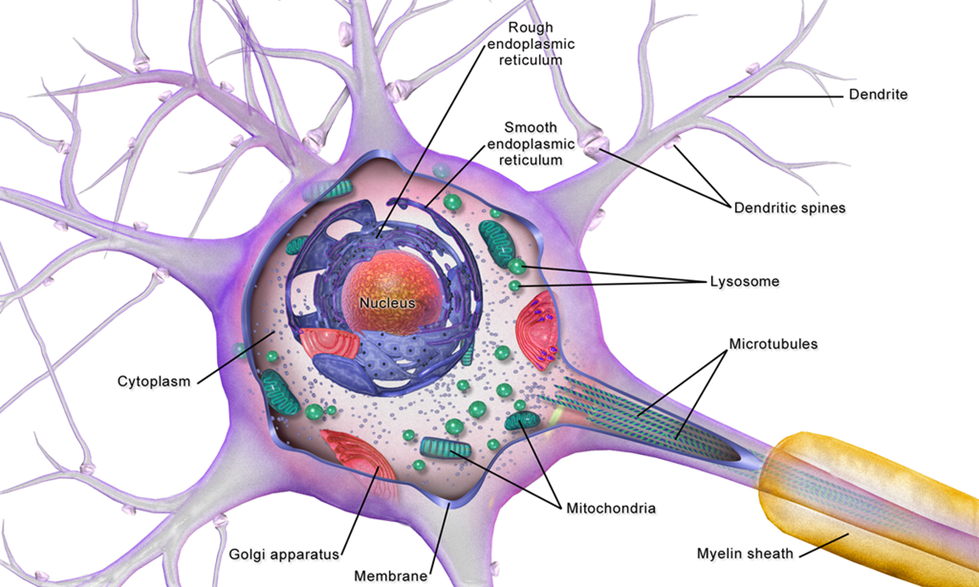 Axon hillock Definition and Examples - Biology Online Dictionary