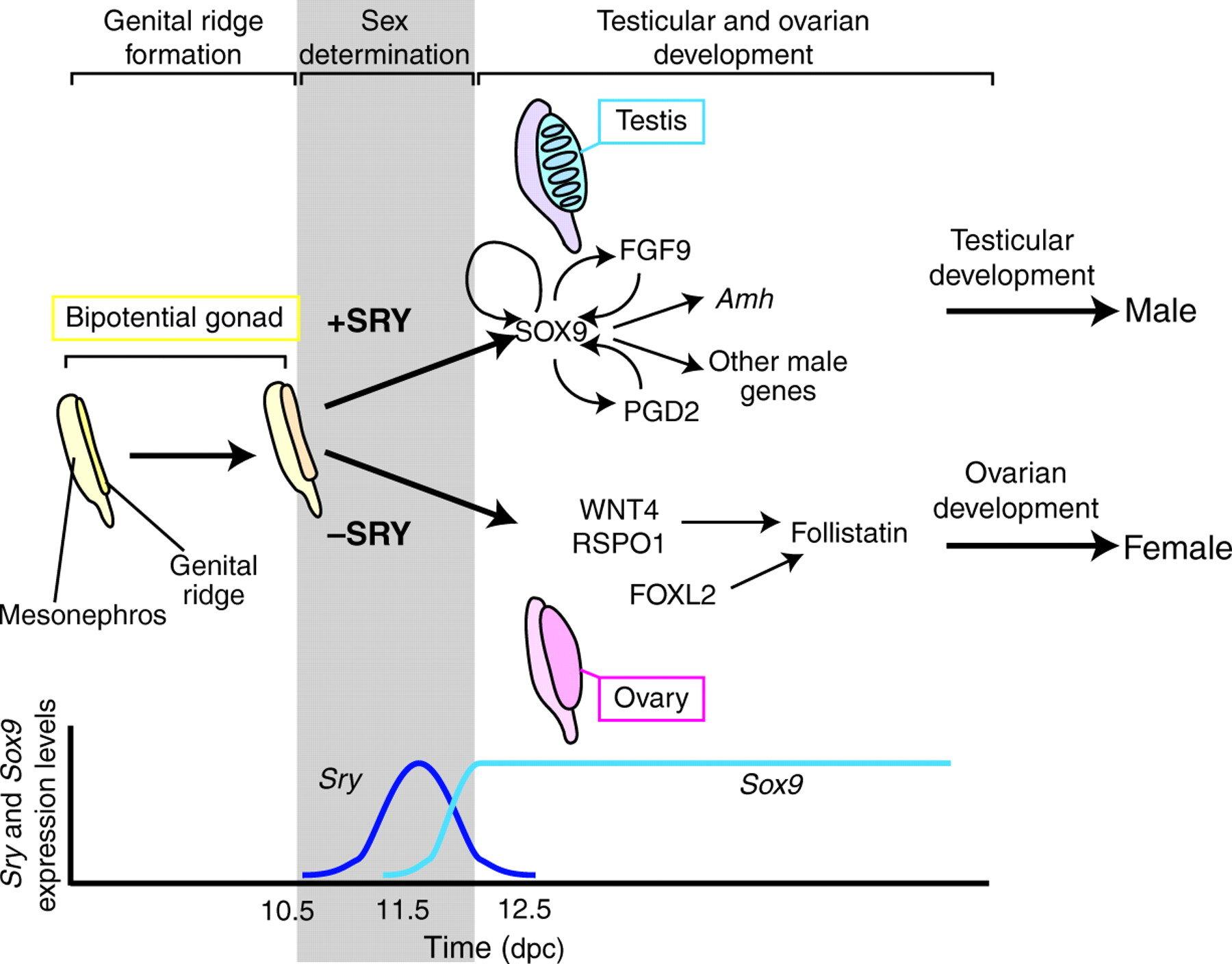 SOX9 gene on the autosome 17