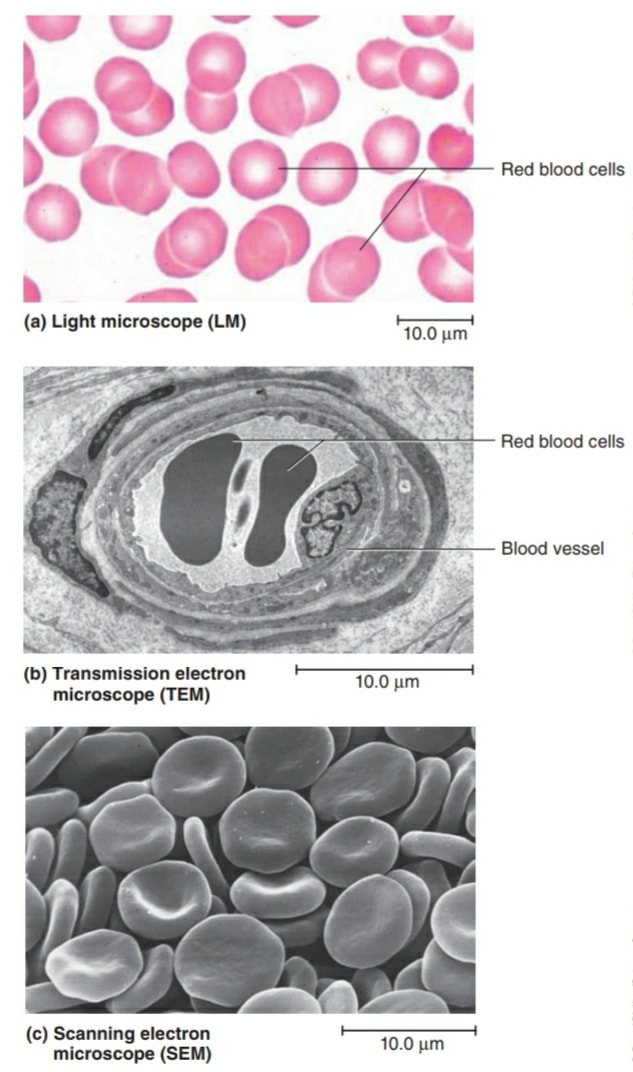 Structure of RBCs