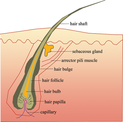 Structure of hair