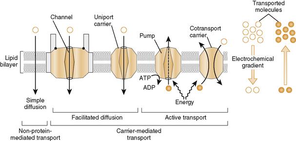 absorption in the plasma membrane
