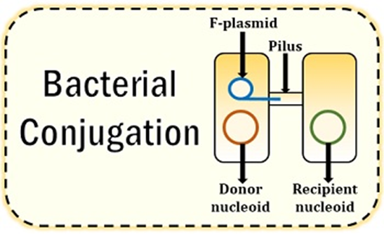 bacterial conjugation