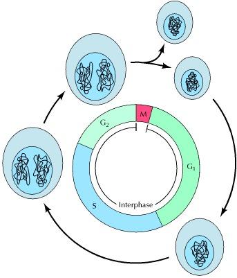 cell cycle