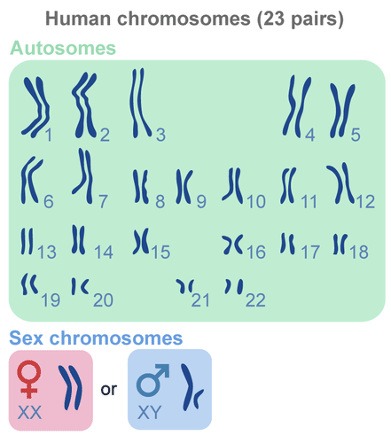 diagrammatic representation of a total of 46 chromosomes in human beings