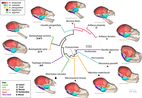 diffusible iodine-based contrast-enhanced Computed Tomography in bats