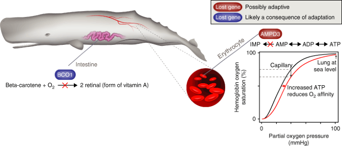 genomics approach of sperm whales