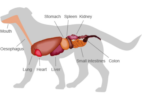major organs in a dog