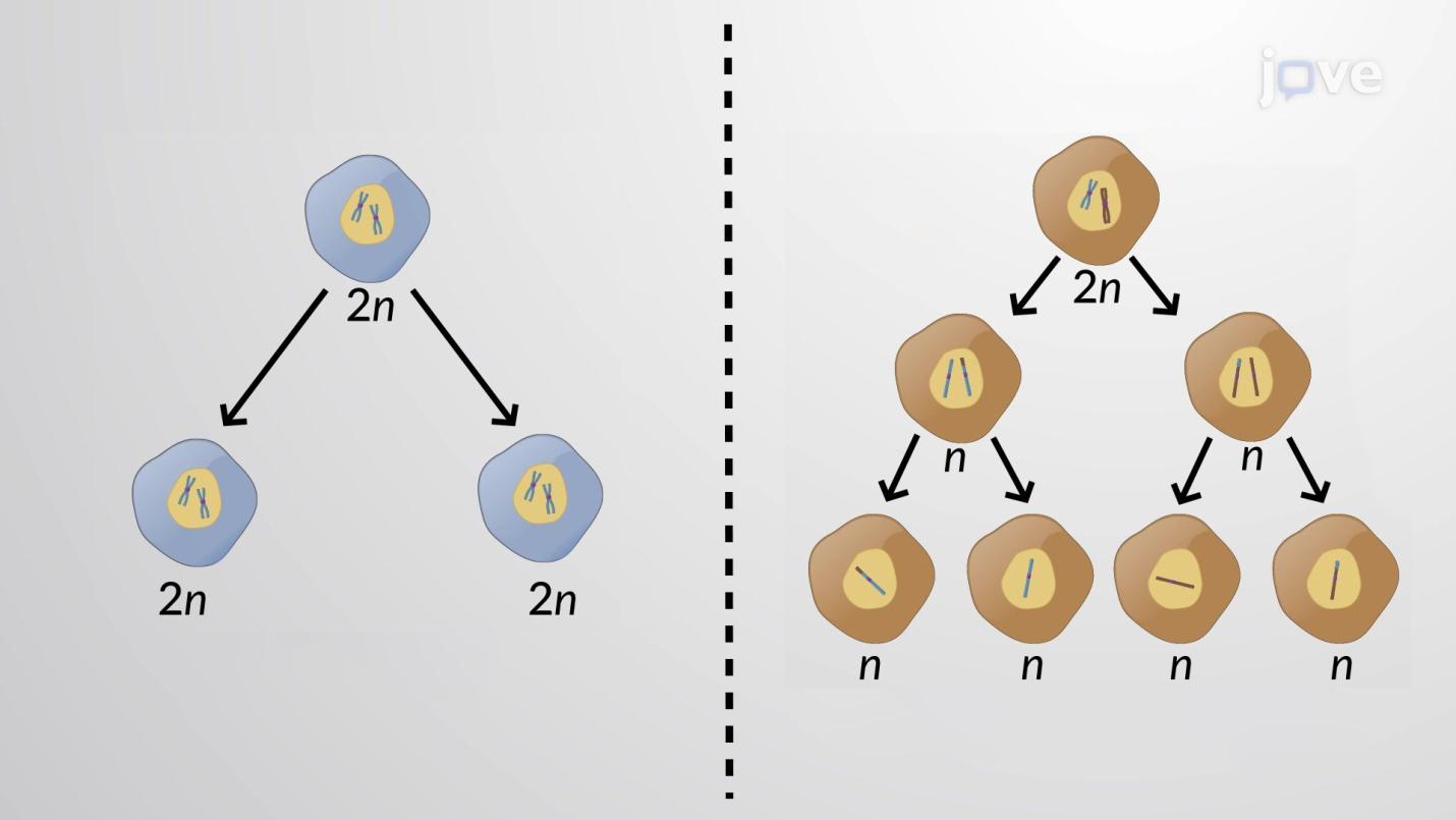 mitosis vs meiosis diagram