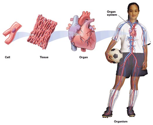 organization from cell to organ system