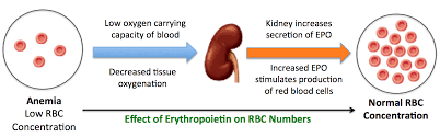 role of EPO in the synthesis of RBCs