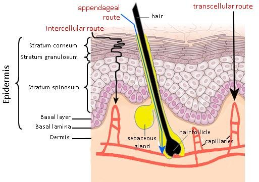 routes of dermal absorption