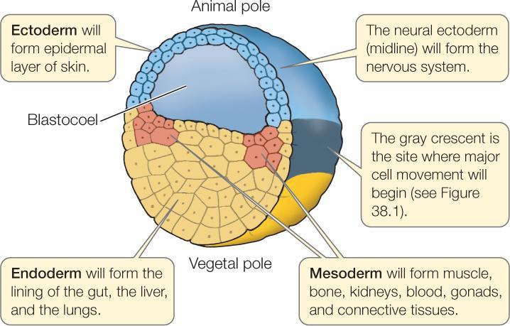 3 germ layers in gastrula