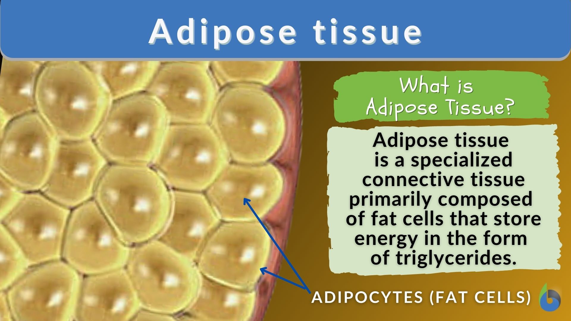 Adipose tissue - Definition and Examples - Biology Online Dictionary