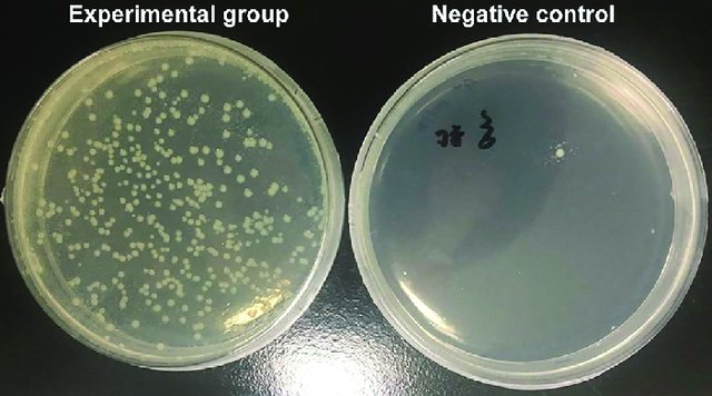 Agar plates