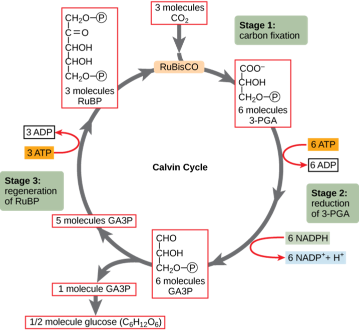 Carbon fixation - Definition and Examples - Biology Online Dictionary