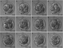 Embryo - Definition and Examples - Biology Online Dictionary