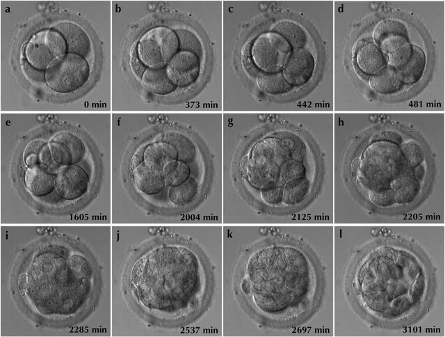 Compaction in the early embryonic development of mammals