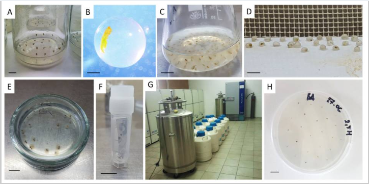 Cryopreservation steps for biodiversity preservation