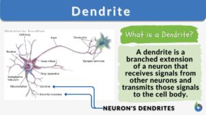 Dendrite definition and example