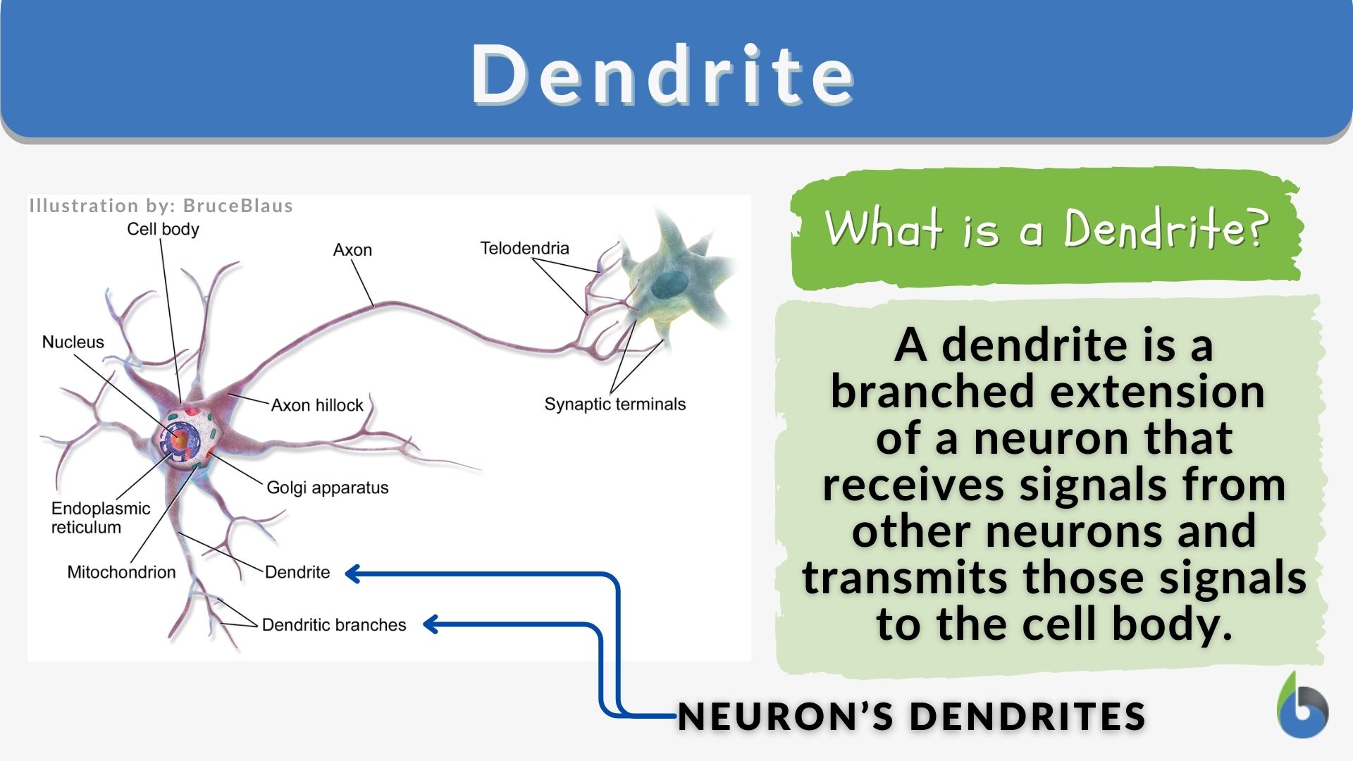 Dendrite - Definition and Examples - Biology Online Dictionary