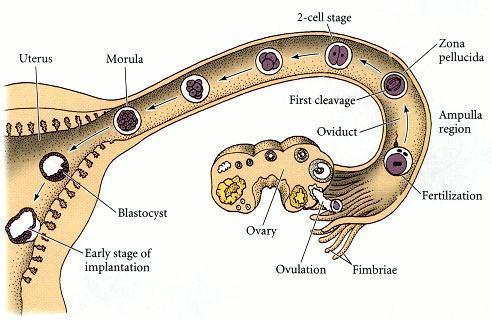 Development of human embryos