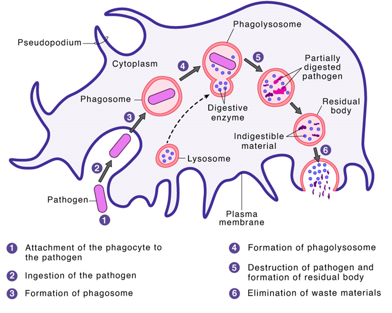 Different stages of Phagocytosis