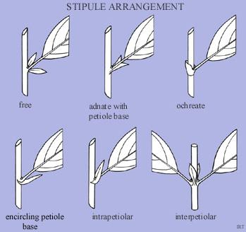 Different types of stipule arrangements