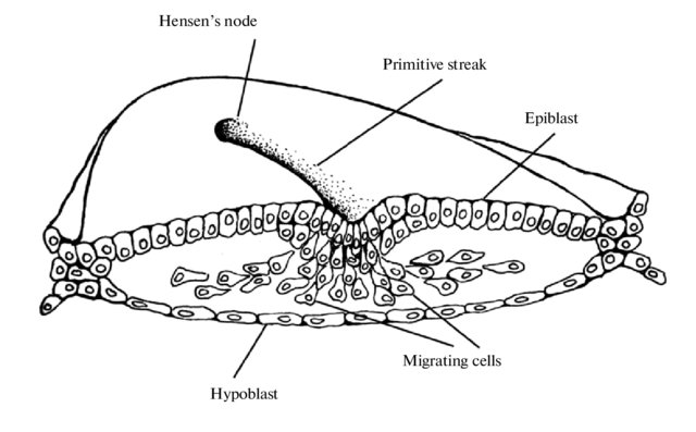 Formation of the primitive streak