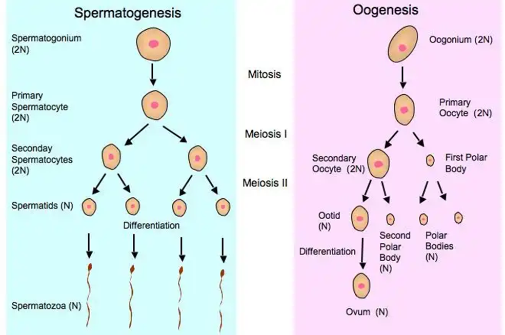 Gametogenesis