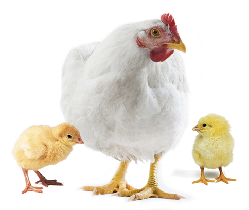 Hen and its progeny