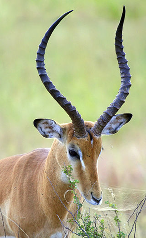 Horns of the impala