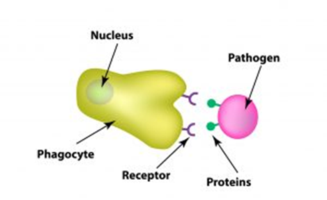 Receptor mediated phagocytosis