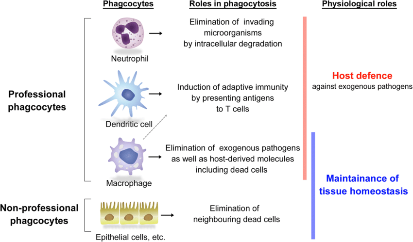 Scheme-of-representative-phagocytes-and-their-roles