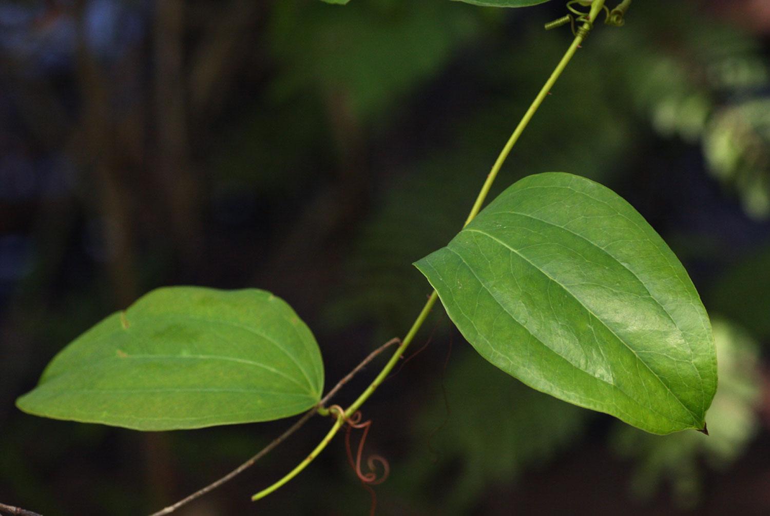 Smilax anceps stipulate leaves