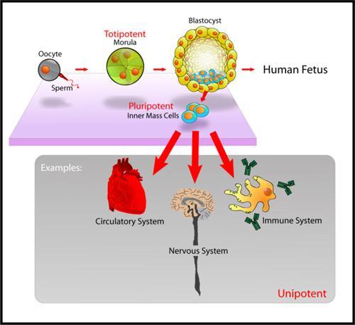 Stages of Stem Cell Potential