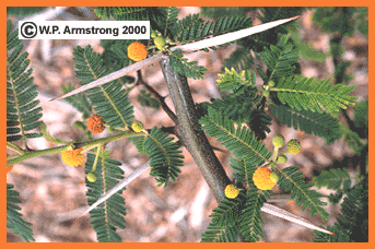 Stipular spines in swollen-thorn acacia