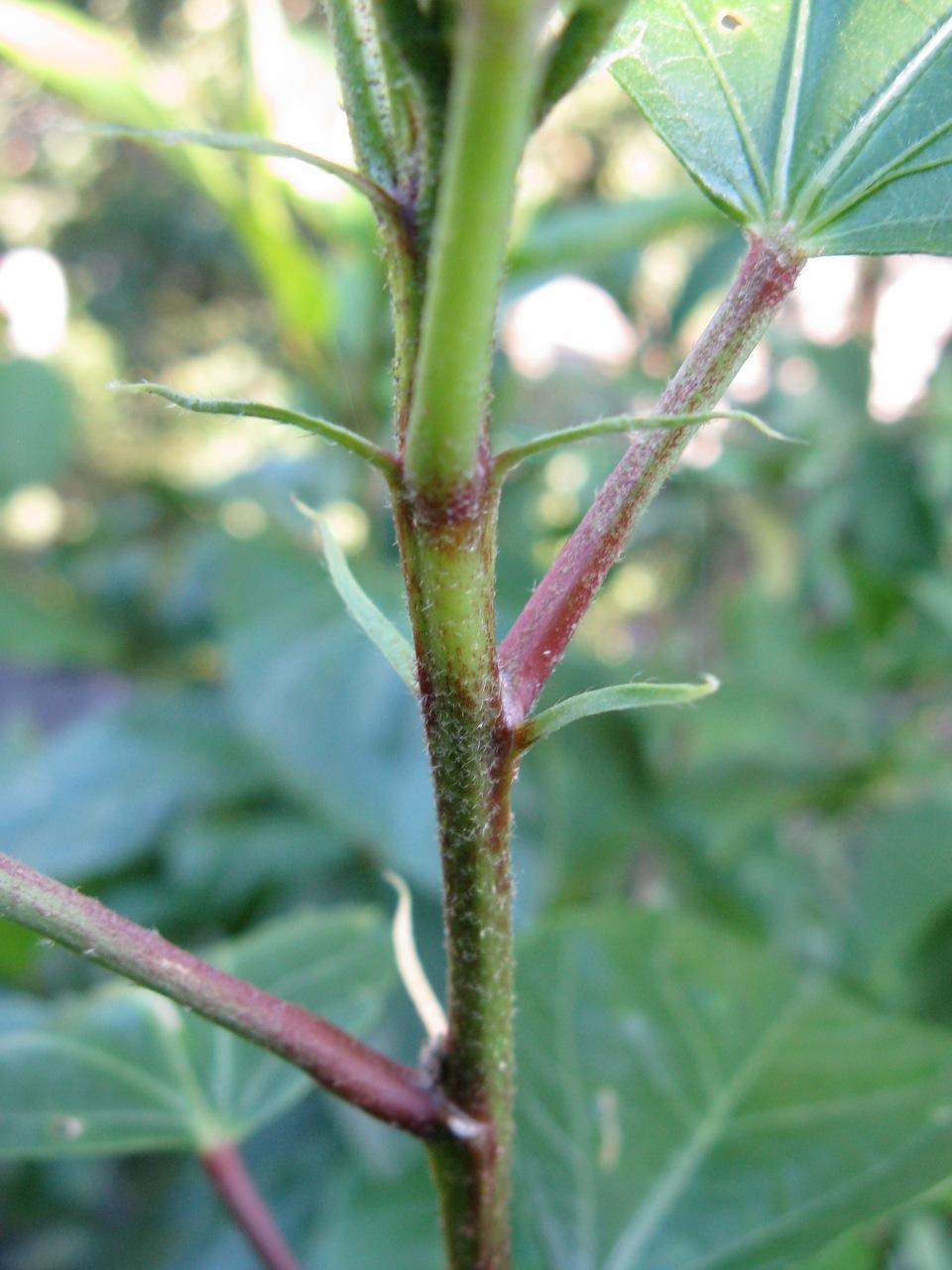 Stipulate leaves in Hibiscus plant