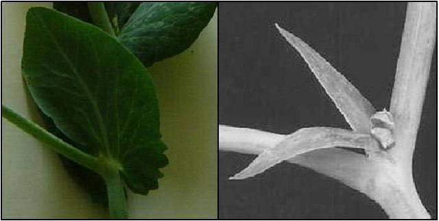 Stipules in the pea plant