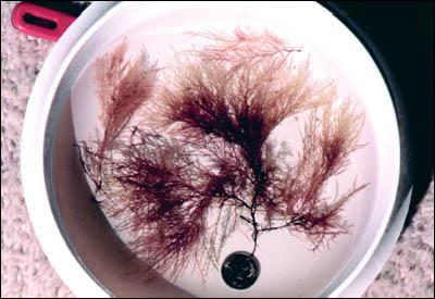 agarophytic algae