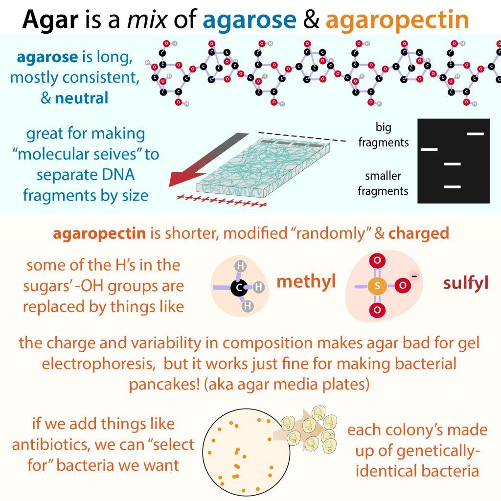 agarose versus agaropectin