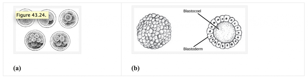 blastocoel and blastoderm after rapid cell division