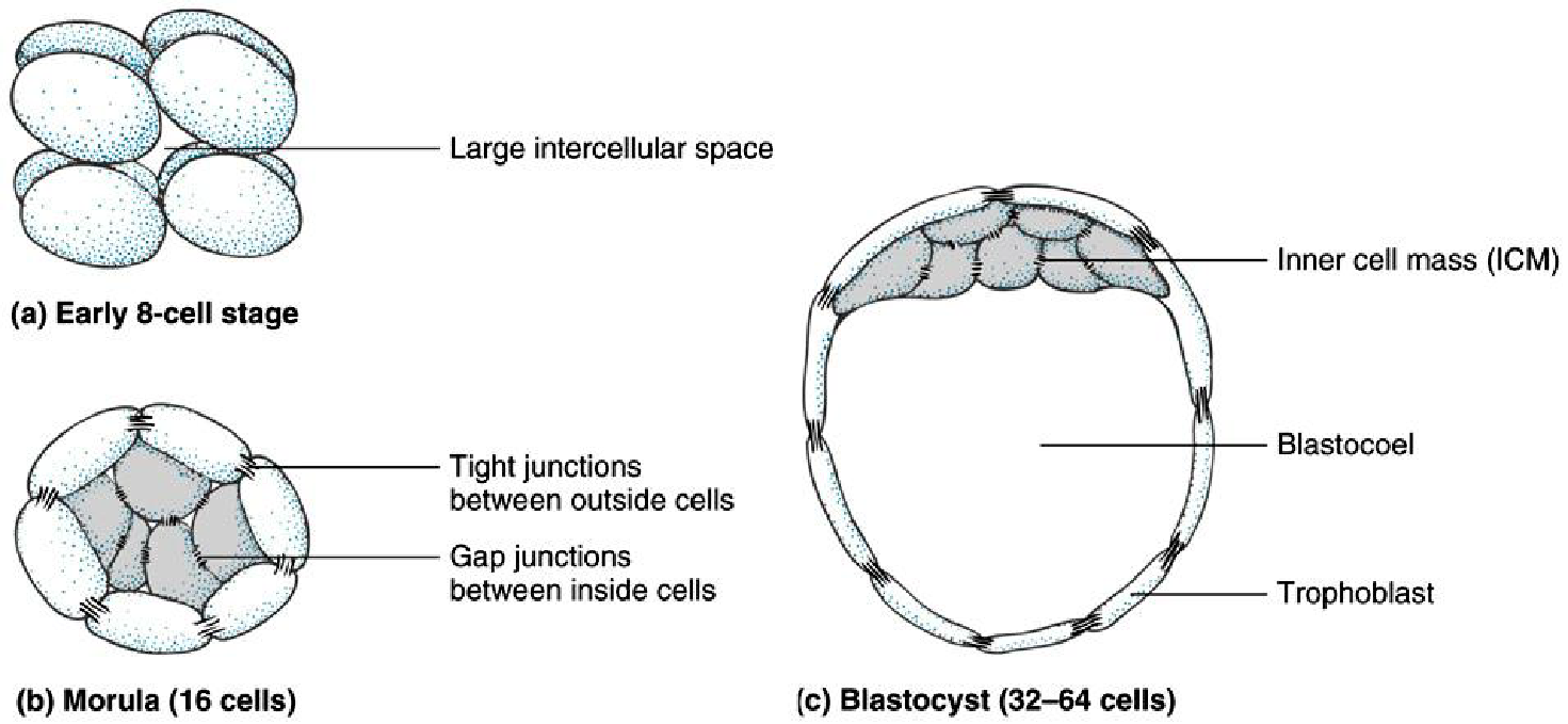 blastocyst in mammals