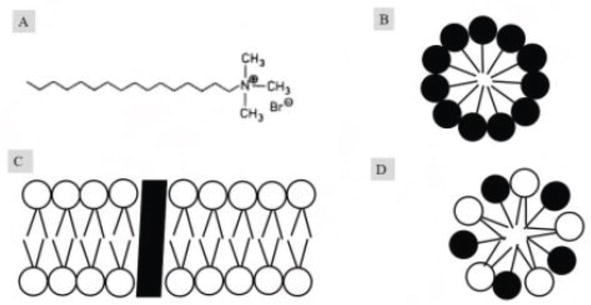 cationic detergent in removing the plasma membrane