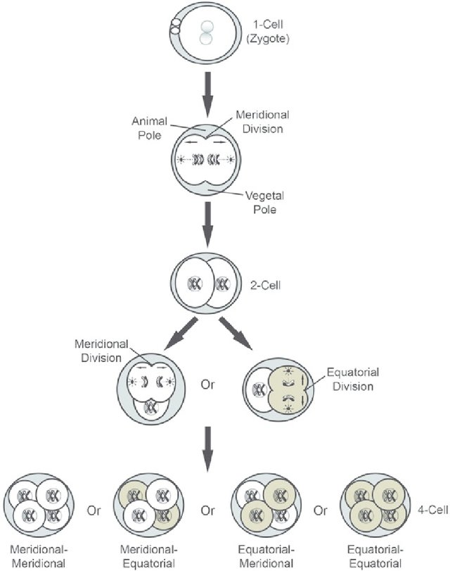 cleavage pattern of the early mammalian embryo