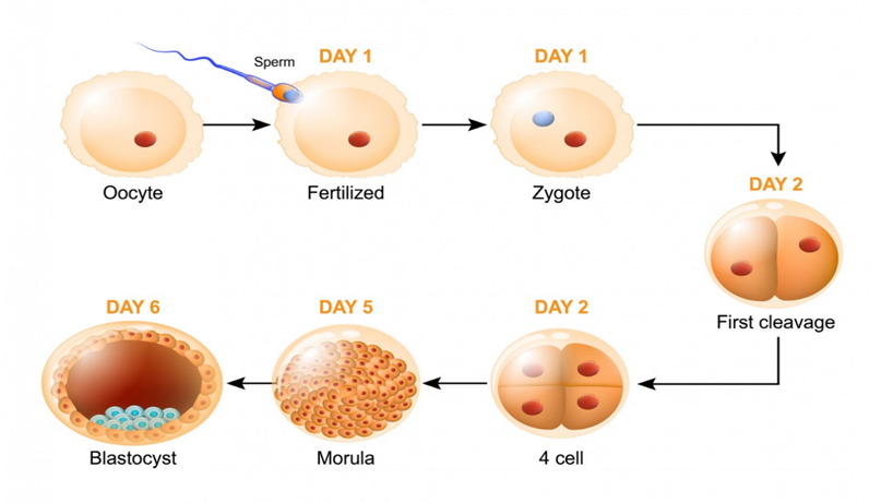 developmental stages from ovulation to implantation