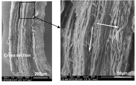 keratin filaments SEM cross-section of fingernail