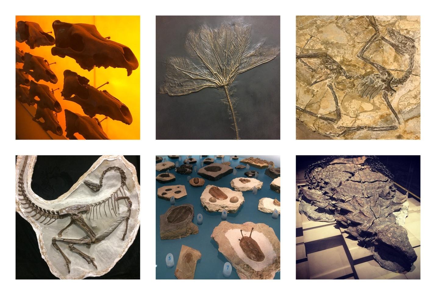 nature of paleontological specimens
